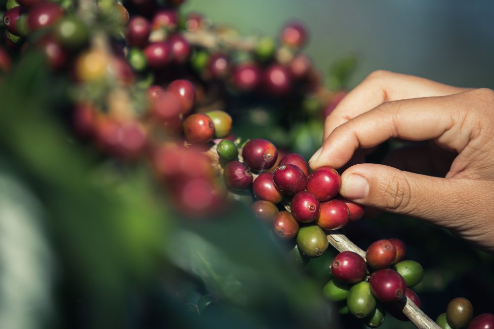 Katmandu Coffee Estate Nuwakot